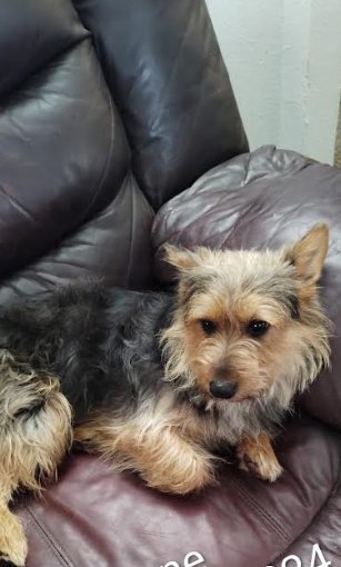 NENE IN TX - Yorkshire Terrier Yorkie available for adoption