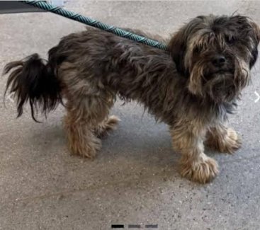 BINGO IN TX - Unknown available for adoption