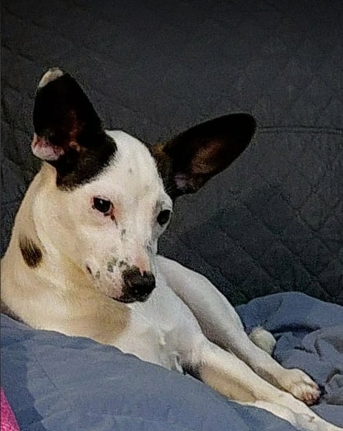 GLANDIS IN RI - Chihuahua for adoption in Warwick