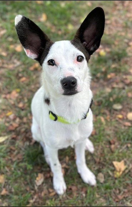 GLANDIS IN RI - Chihuahua available for adoption