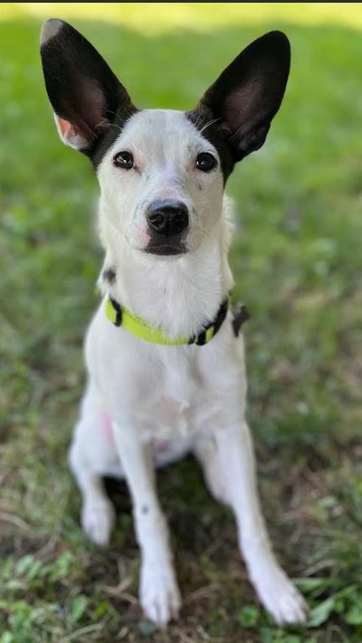 GLANDIS IN RI - Chihuahua available for adoption
