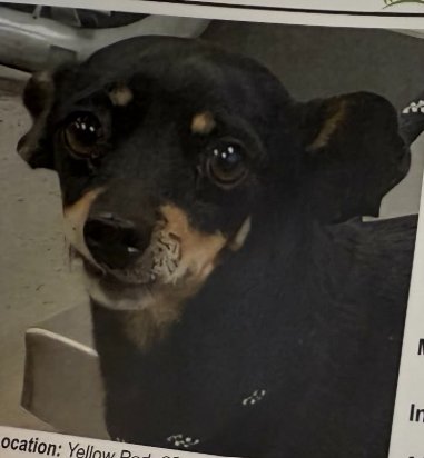 PASCAL IN TX - Dachshund available for adoption