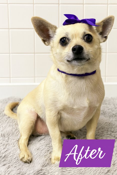 HILLARY IN TX - Chihuahua available for adoption