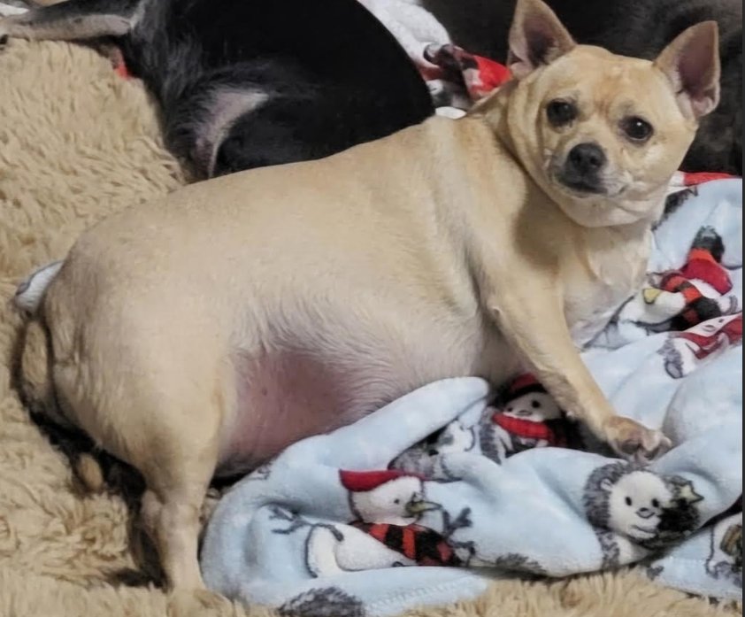 HILLARY IN TX - Chihuahua available for adoption