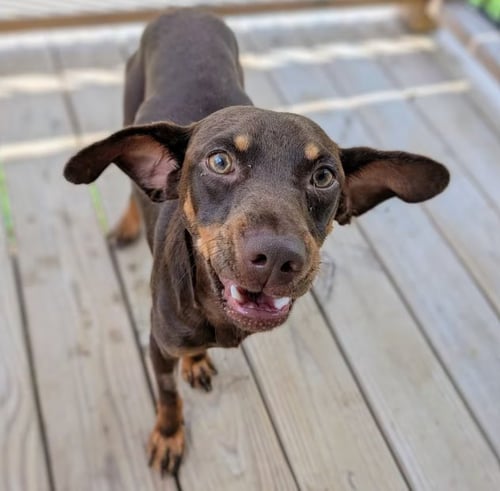 WESSON IN TX - Miniature Pinscher available for adoption