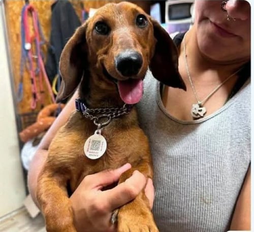 BALLPARK FRANK IN TX - Dachshund available for adoption
