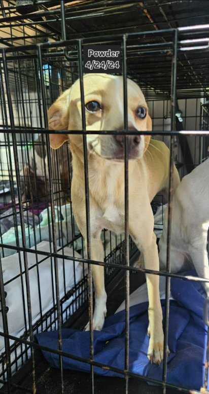 POWDER IN LA - Chihuahua available for adoption