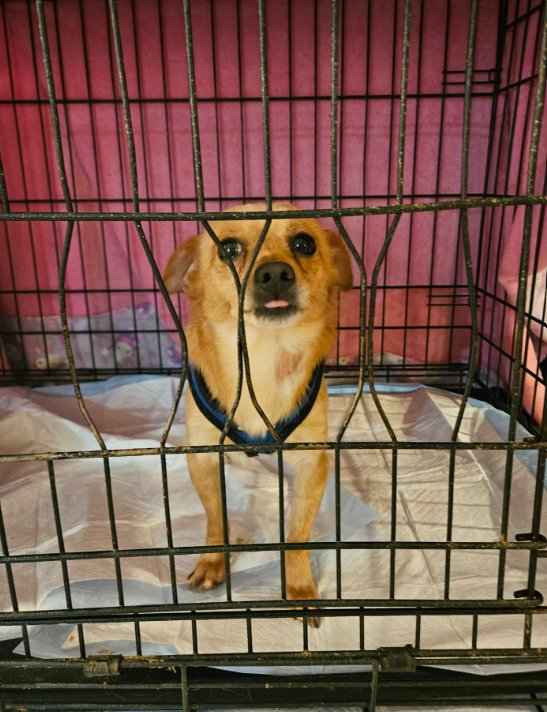 RASCAL IN TX - Chihuahua available for adoption