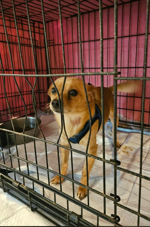 RASCAL IN TX - Chihuahua available for adoption