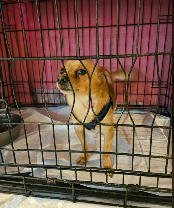 Rascal in TX - Photo 3