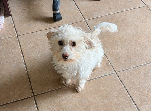 DASH IN TX - Maltese available for adoption