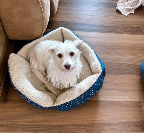 DASH IN RI - Maltese available for adoption