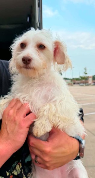 DASH IN TX - Maltese available for adoption
