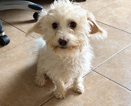 DASH IN TX - Maltese available for adoption