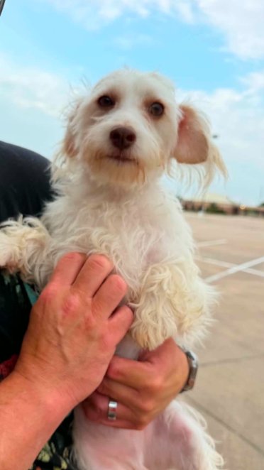 DASH IN TX - Maltese available for adoption