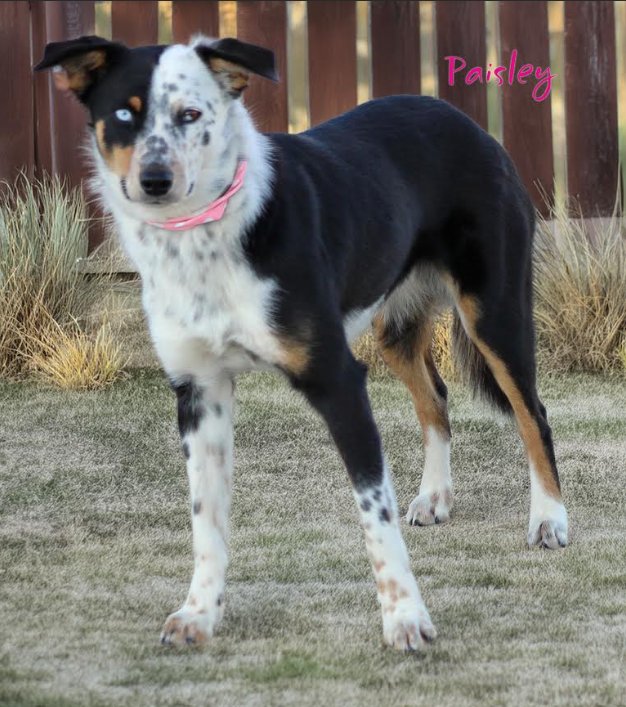 Paisley in TX Image