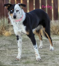 Paisley in TX - Photo 4