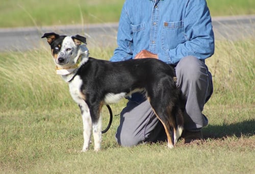 PAISLEY IN TX - Australian Shepherd available for adoption