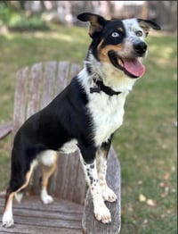 Paisley in RI - Photo 1