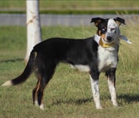 Paisley in TX - Photo 3