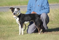 Paisley in TX - Photo 2