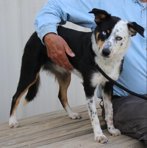 PAISLEY IN TX - Australian Shepherd available for adoption