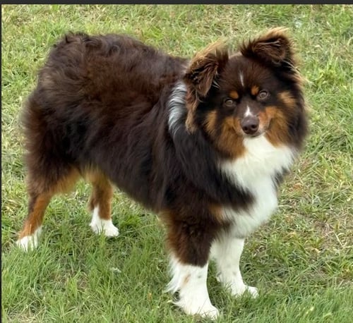 KELSEY IN TX - Australian Shepherd available for adoption
