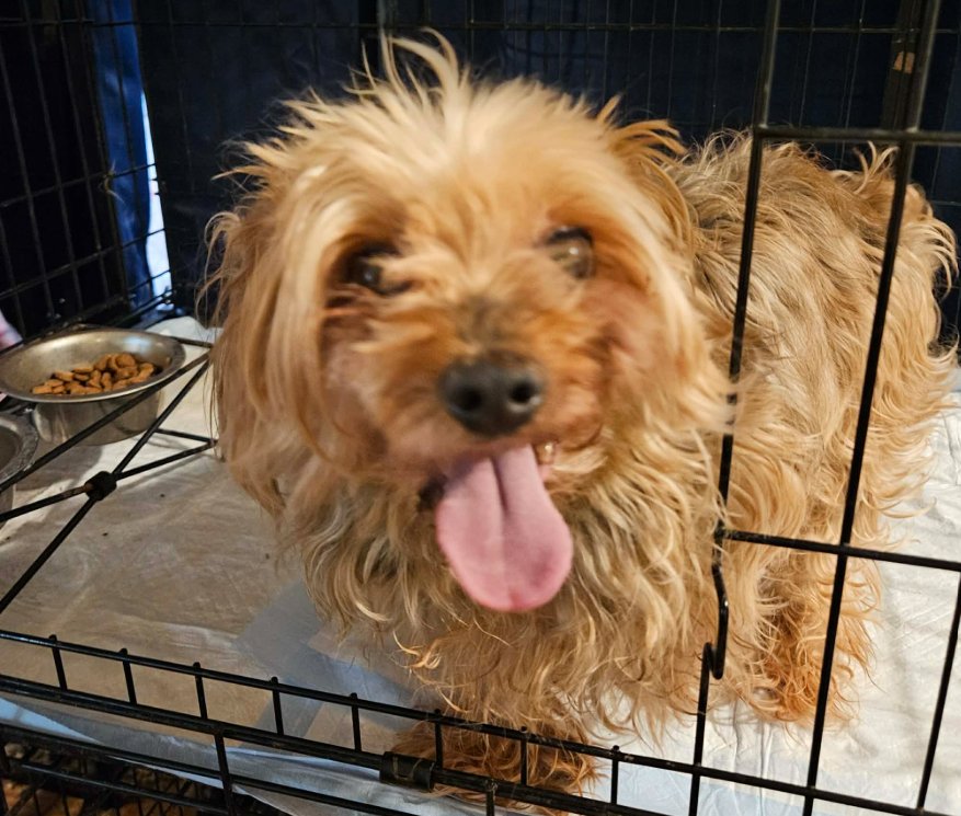 BOOMER IN TX - Terrier available for adoption