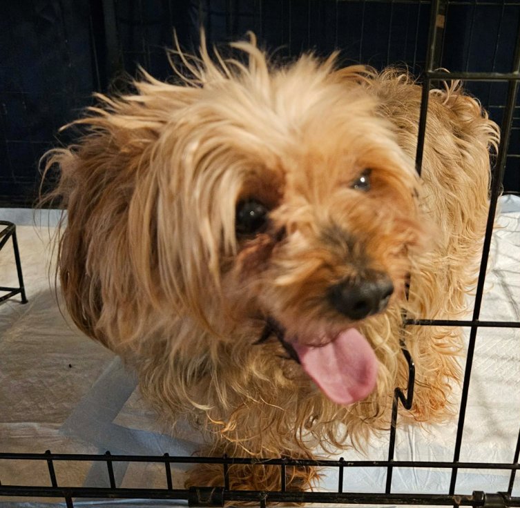 BOOMER IN TX - Terrier available for adoption