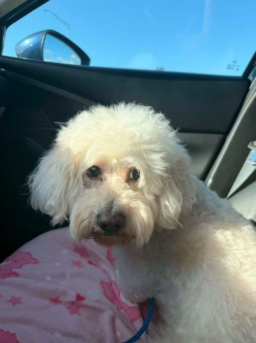 BONBON IN TX - Maltese available for adoption