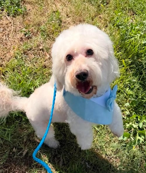 BONBON IN TX - Maltese available for adoption