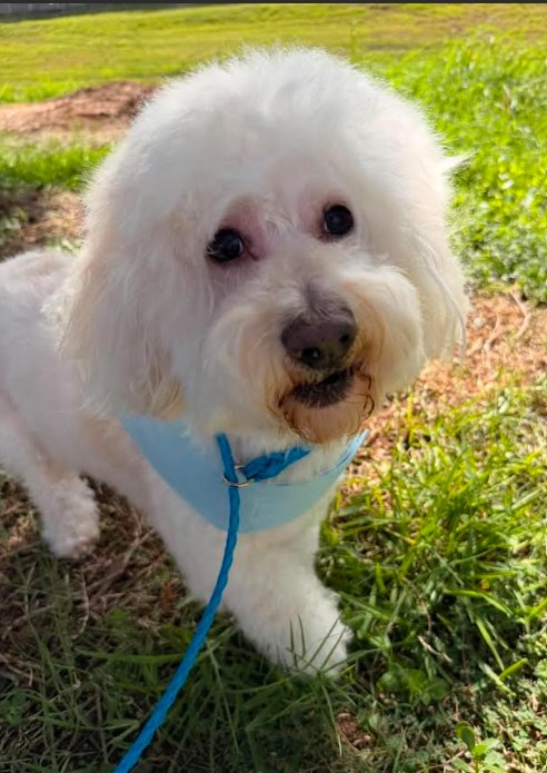 BONBON IN TX - Maltese available for adoption