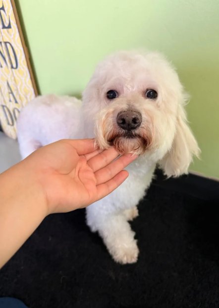 BONBON IN TX - Maltese available for adoption