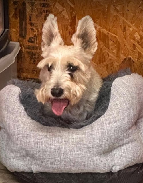 MR. FLANAGAN IN TX - Scottish Terrier Scottie available for adoption