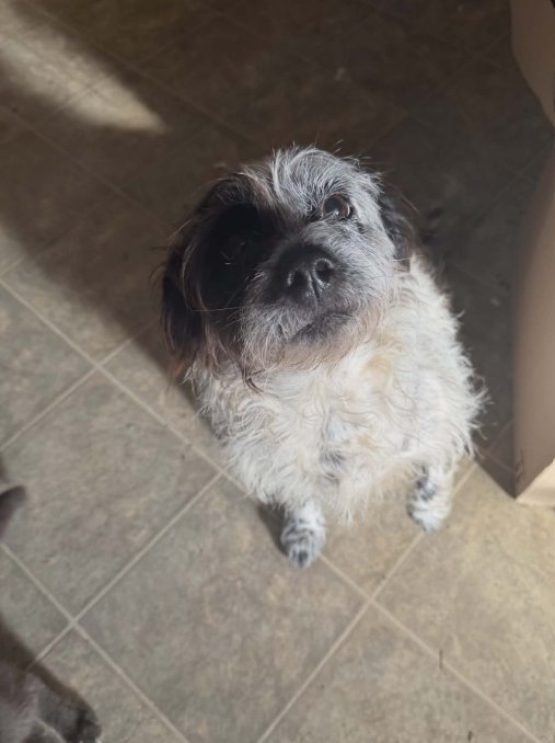 ELLIE IN LA - Terrier available for adoption