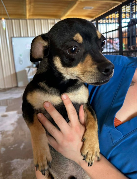 CHIP IN TX - Chihuahua available for adoption