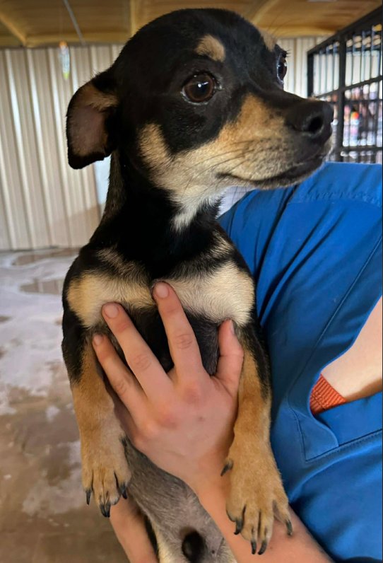 CHIP IN TX - Chihuahua available for adoption