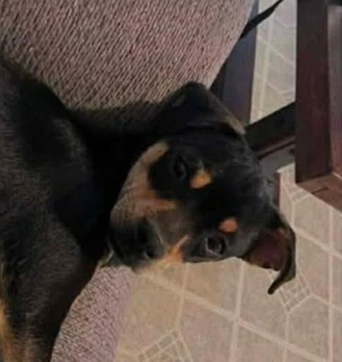 Chip in TX - Photo 3