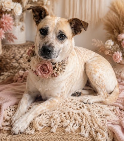 SUGAR IN TX - Cattle Dog available for adoption