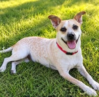 Sugar in TX - Photo 3