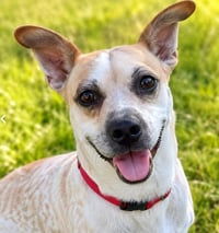 Sugar in TX - Photo 2