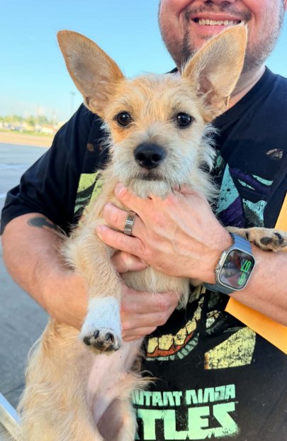 RUDY IN RI - Terrier for adoption in Warwick