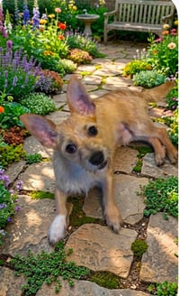 Rudy in TX - Photo 1