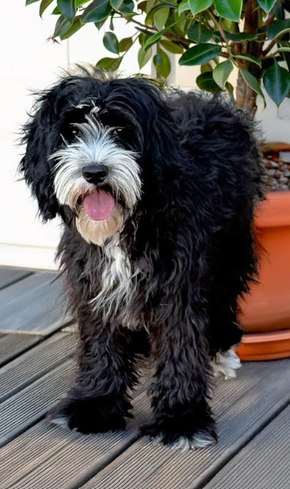 DUFFY IN TX - Poodle (Miniature) / Sheep Dog available for adoption