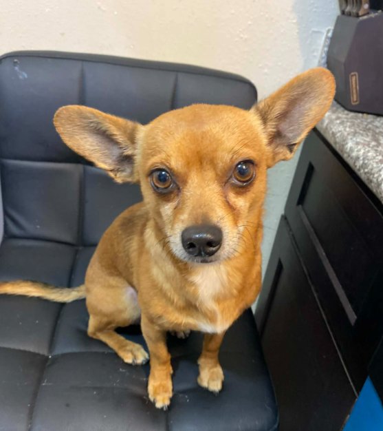 OLAF IN TX - Chihuahua available for adoption