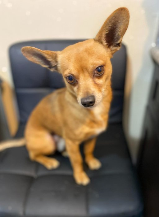 Olaf in TX - Photo 3