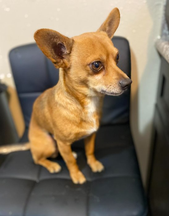 Olaf in TX - Photo 4