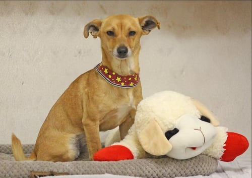 HEATH IN RI - Chihuahua for adoption in Warwick