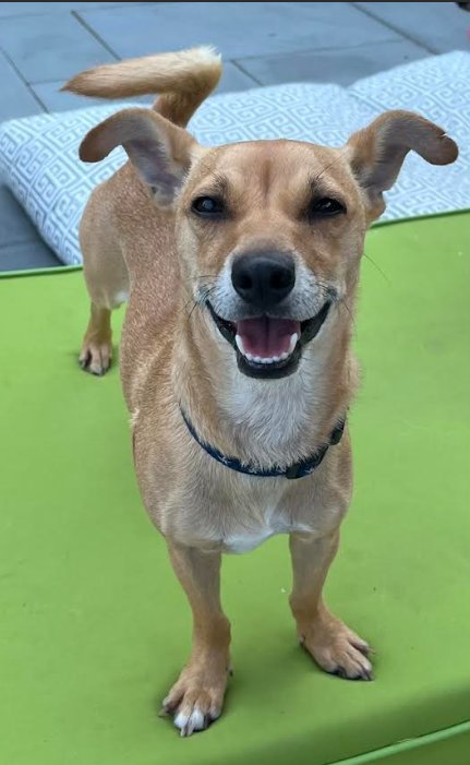 HEATH IN RI - Chihuahua available for adoption