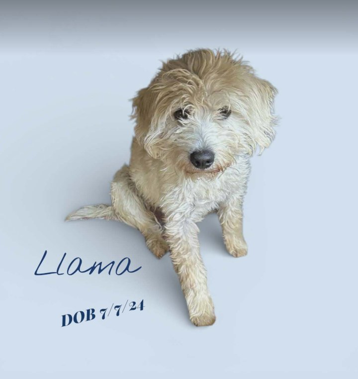 LLAMA IN TX - Terrier available for adoption